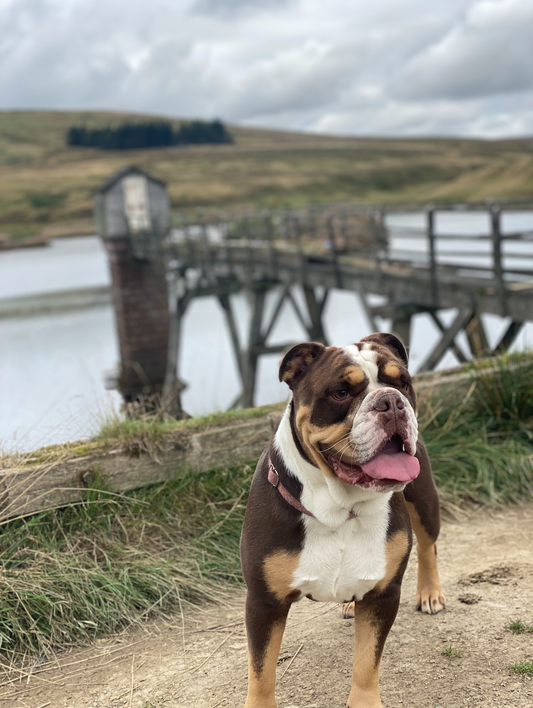 Top 5 Dog Walks in Edinburgh