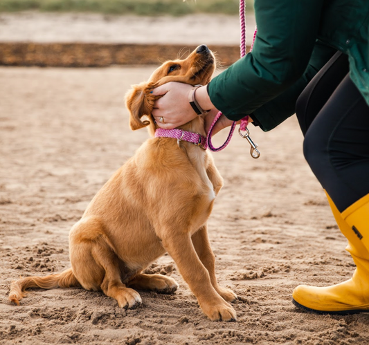 Positive Reinforcement Dog Training