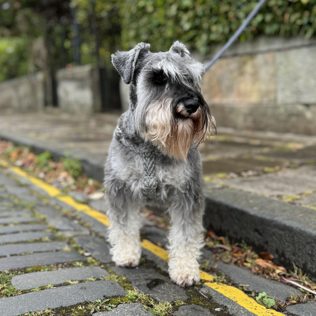 Slate - Luxury Dog Harness