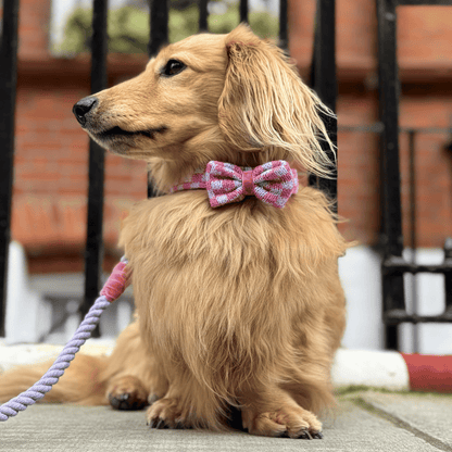 Freesia - SS24 Collection - Luxury Dog Bow Tie
