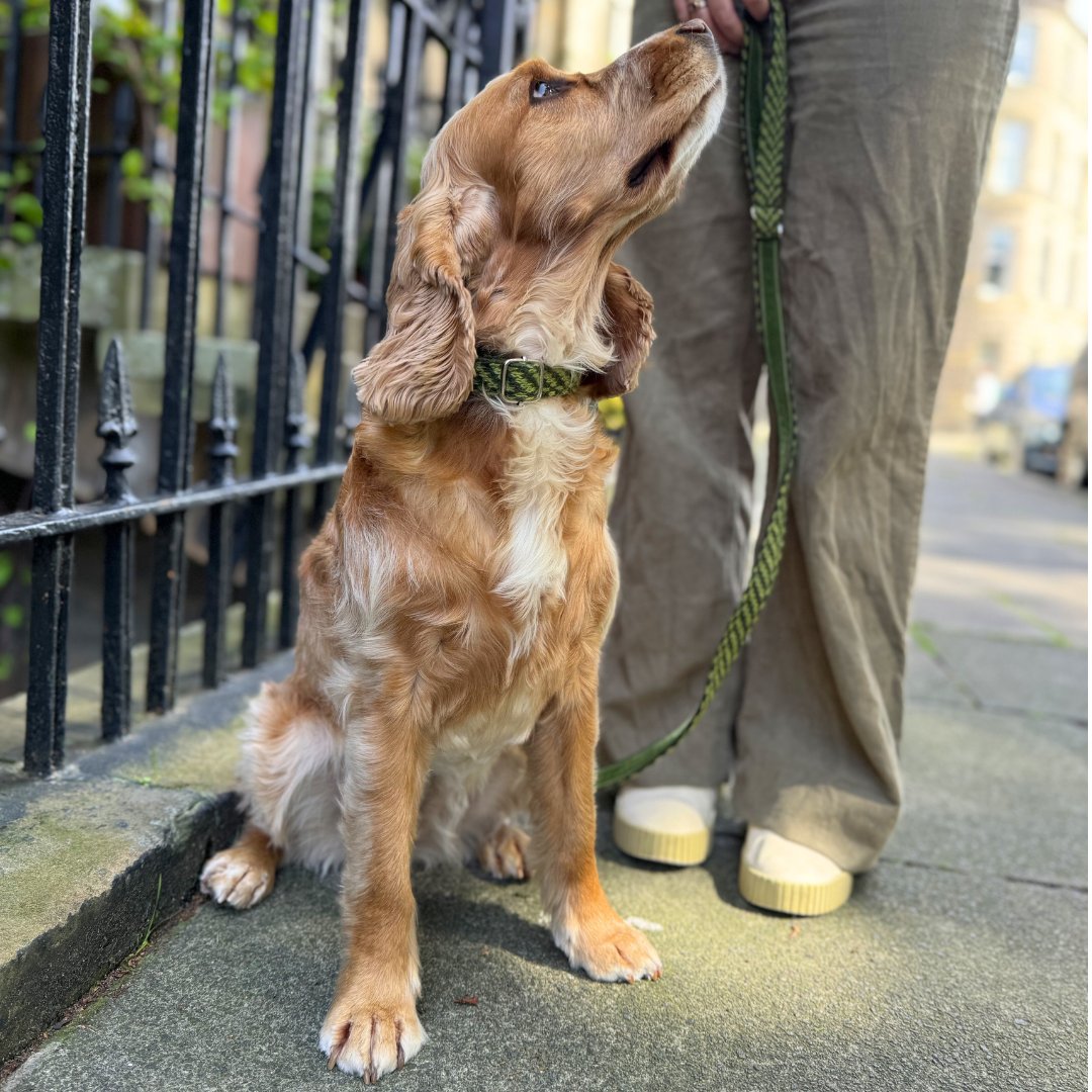 Lime - AW24 Collection - Luxury Dog Collar