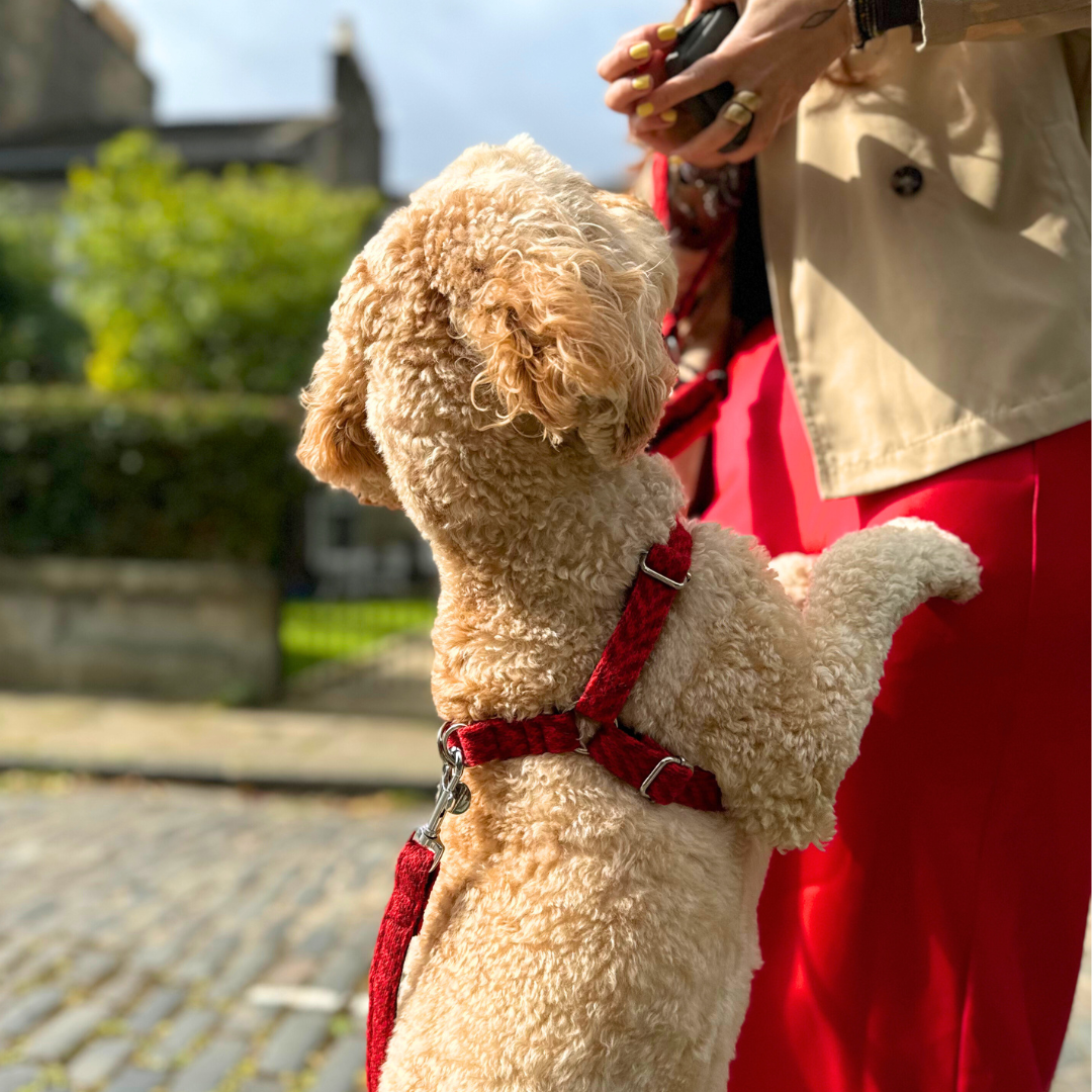 Poppy - AW24 Collection - Luxury Dog Harness