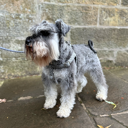 Slate - Luxury Dog Harness