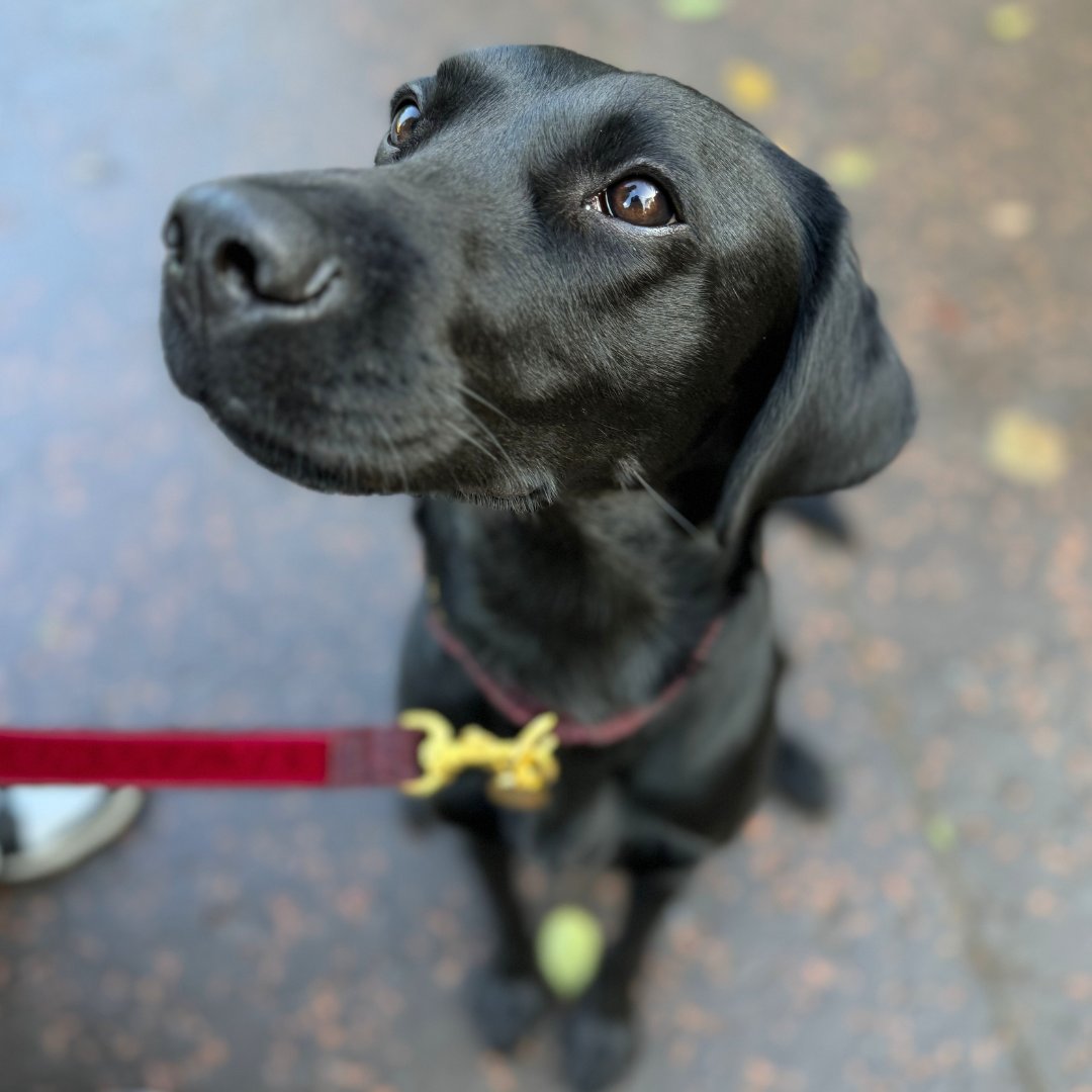 Burgundy - The Holly Collection - Luxury Dog Lead