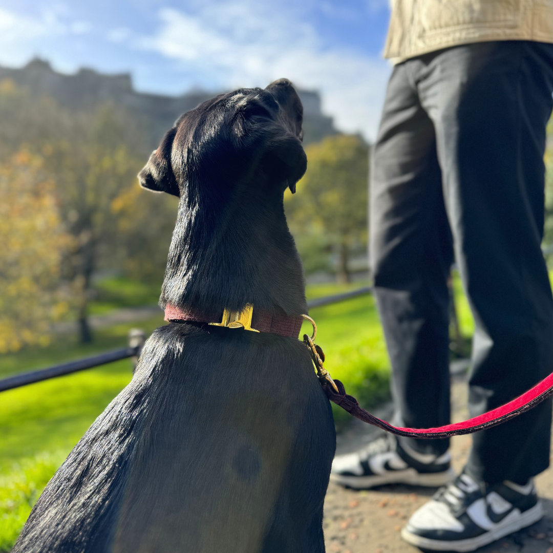 Burgundy - The Holly Collection - Luxury Dog Collar