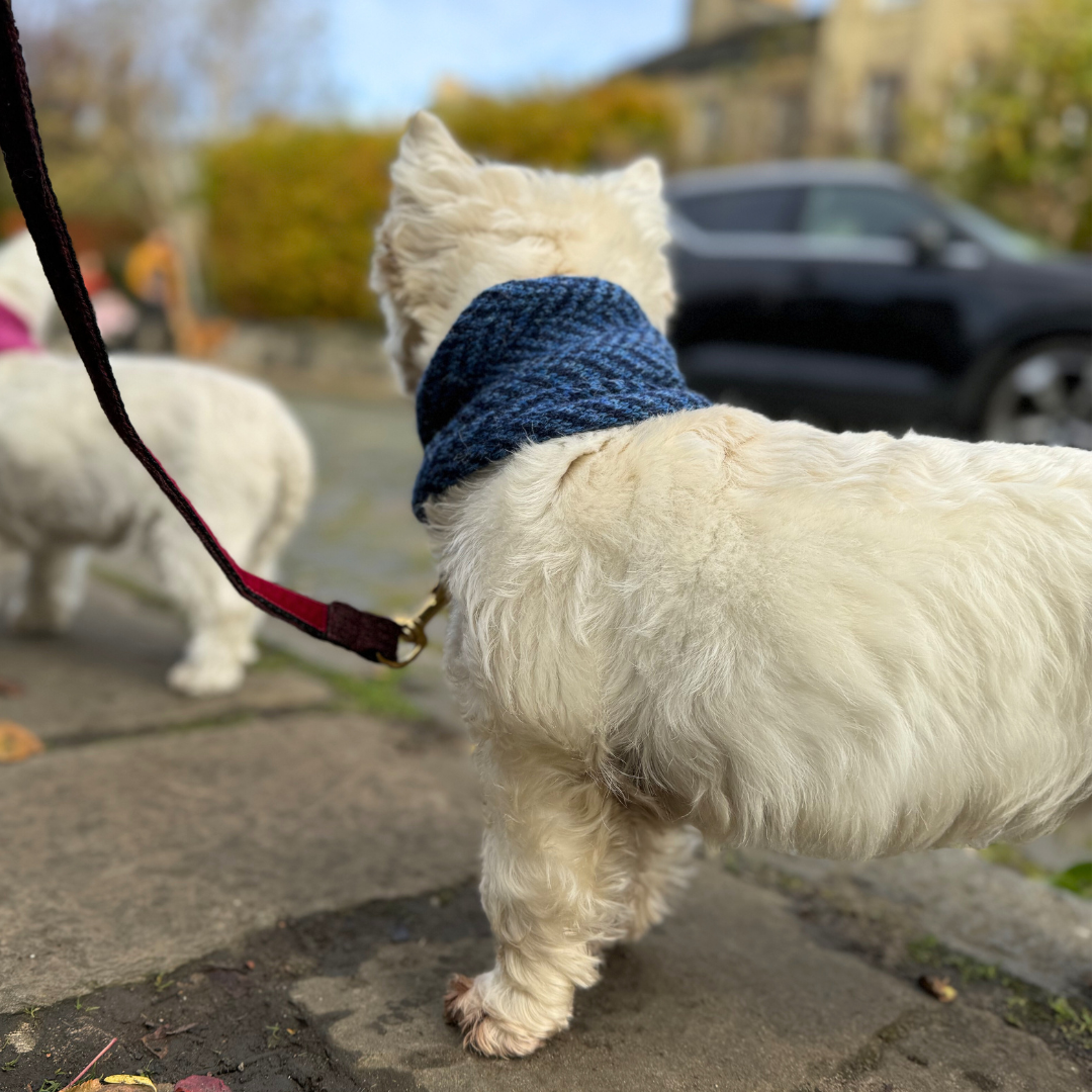 Cobalt - AW24 Collection - Dog Snood