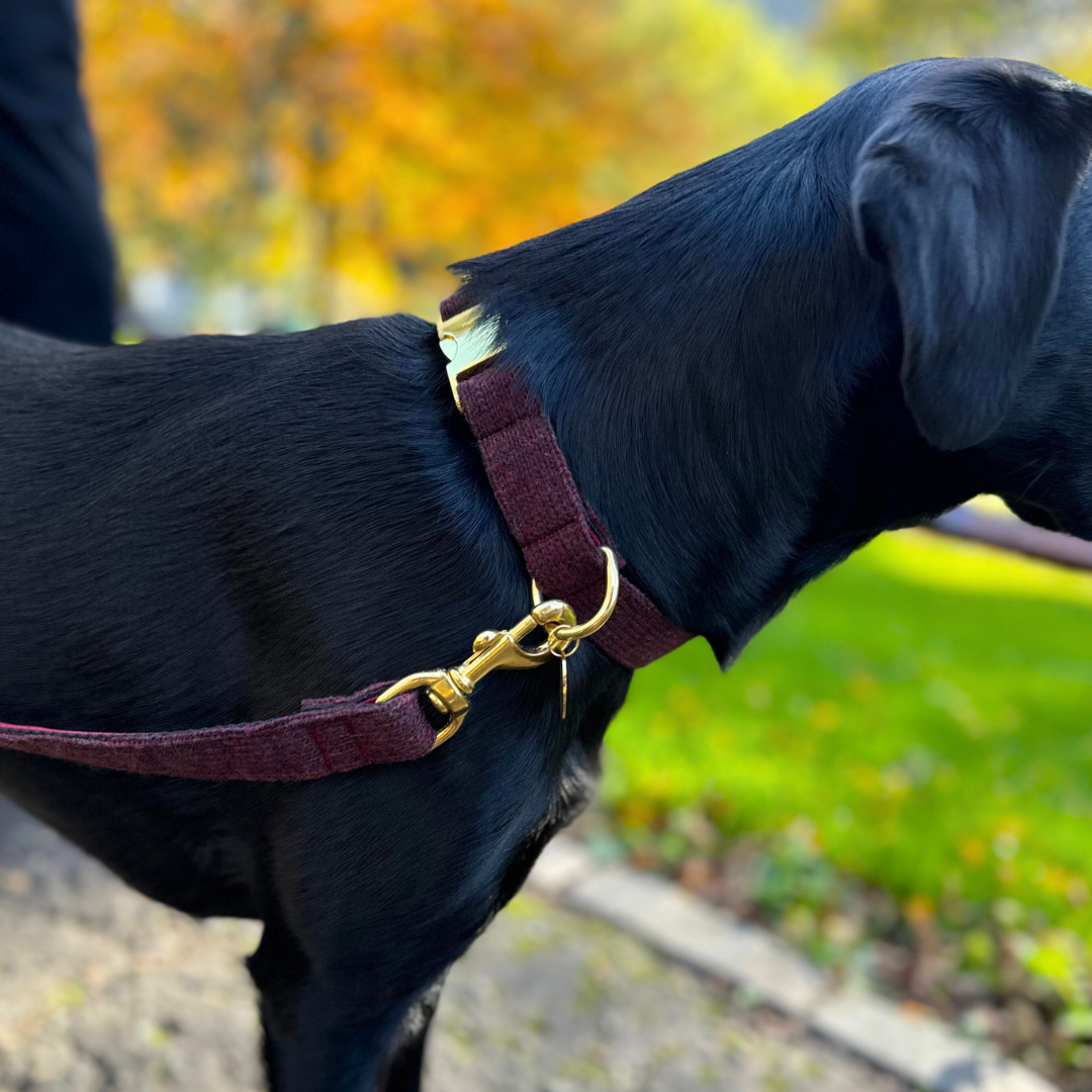 Burgundy - The Holly Collection - Luxury Dog Collar