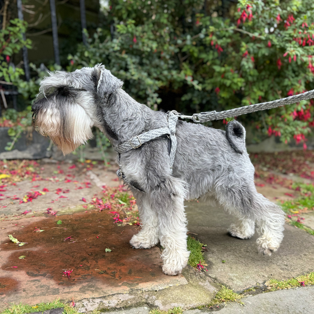 Slate - AW24 Collection - Luxury Dog Harness