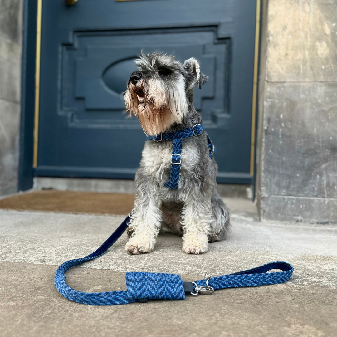 Cobalt - AW24 Collection - Luxury Dog Harness