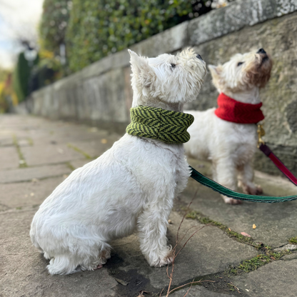 Lime - AW24 Collection - Dog Snood