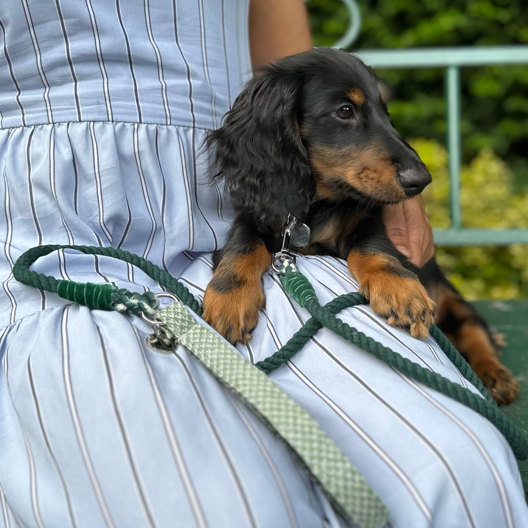 Green & Dove - Classic Collection - Luxury Dog Collar