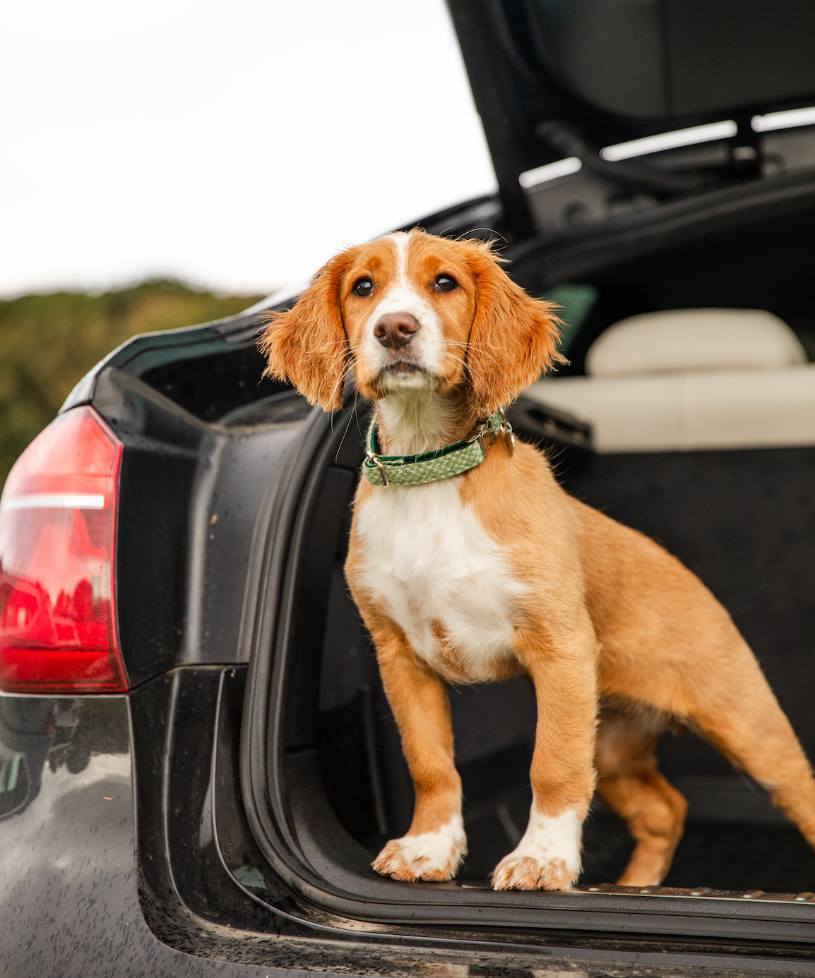 Green & Dove - Classic Collection - Luxury Dog Collar